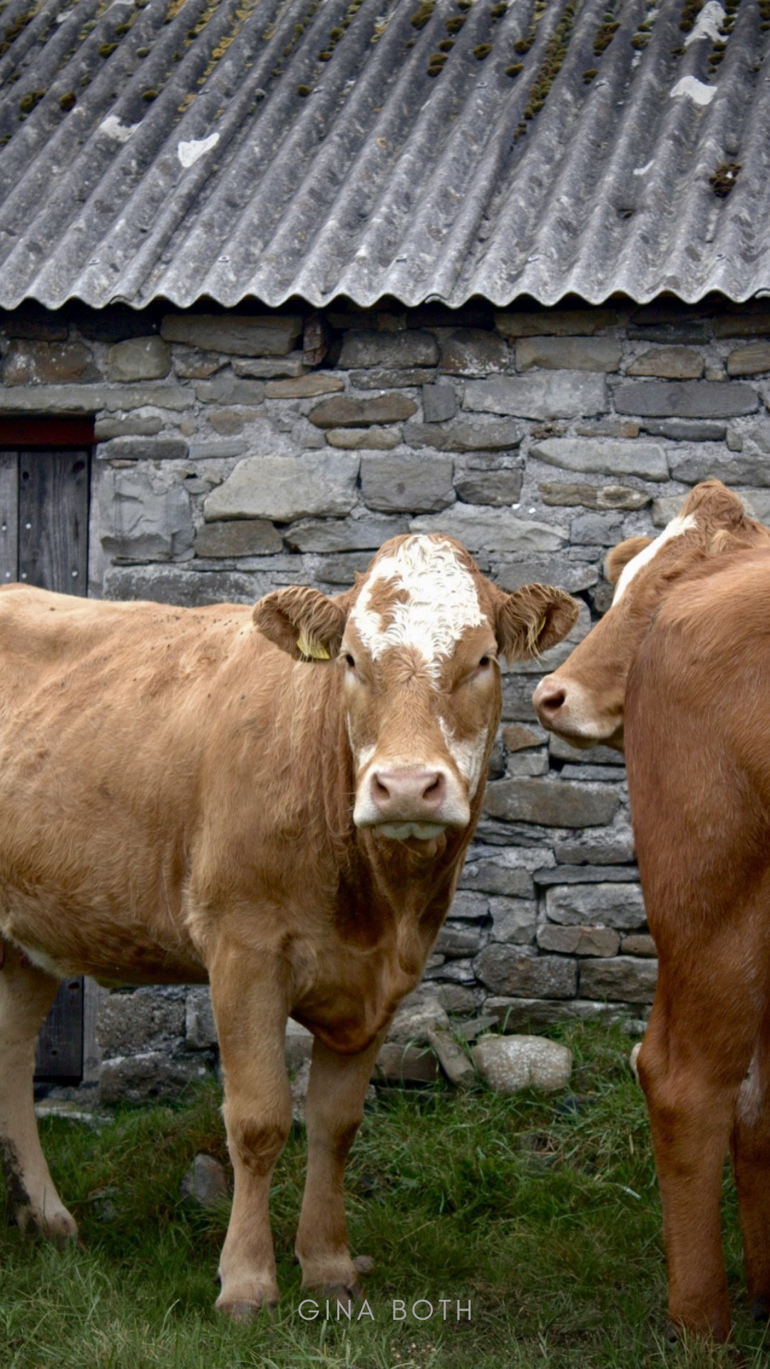 Dieses Bild zeigt Kühe im Westen Irlands